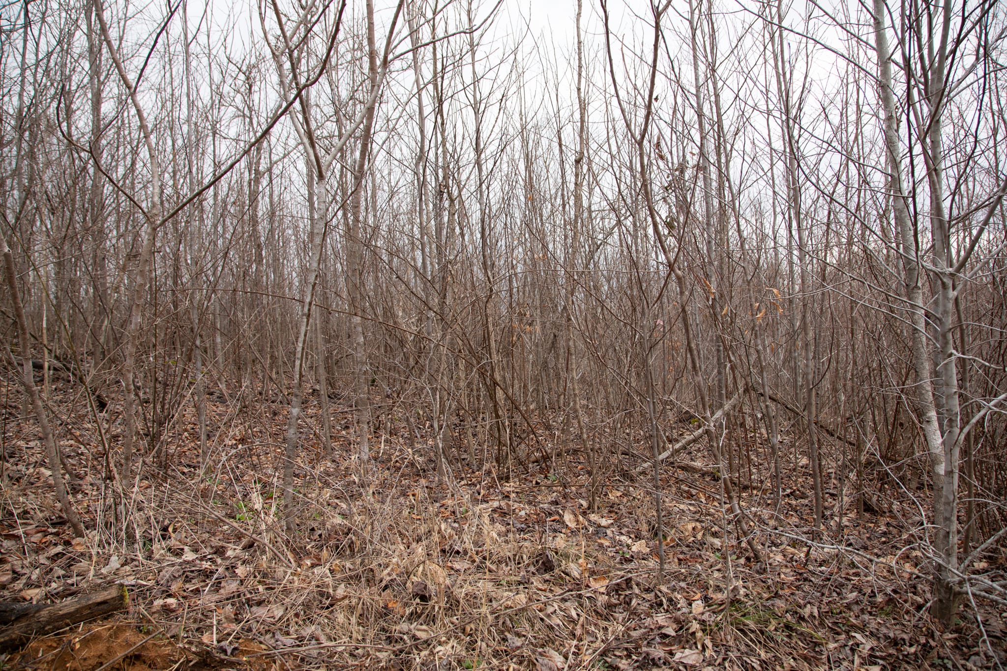 Southwind Ranch Tract 24 photo 4
