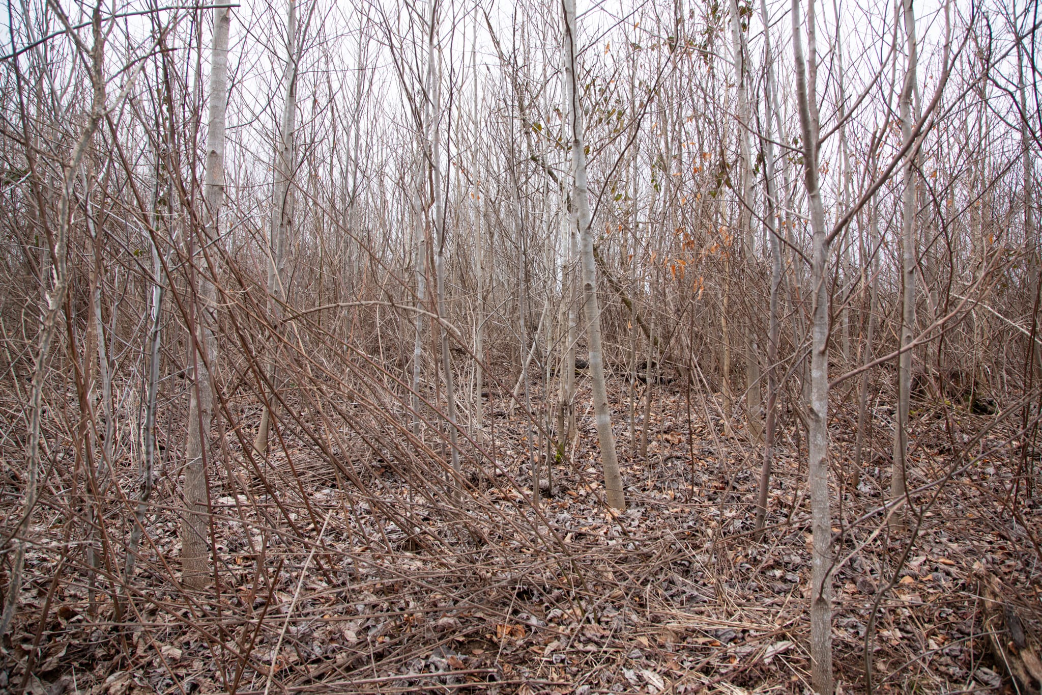 Southwind Ranch Tract 24 photo 6