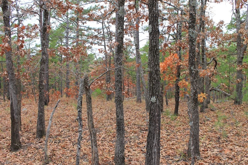 Indian Ridge – Phase I Tract 1 photo 7