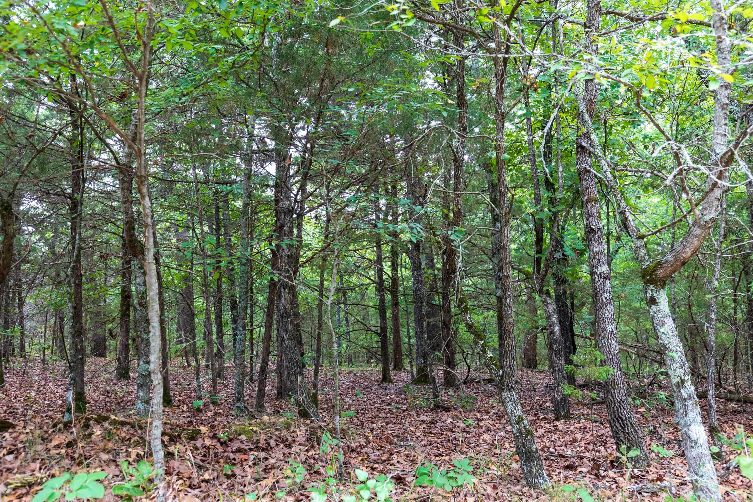 Heritage Bend Tract 37 photo 2