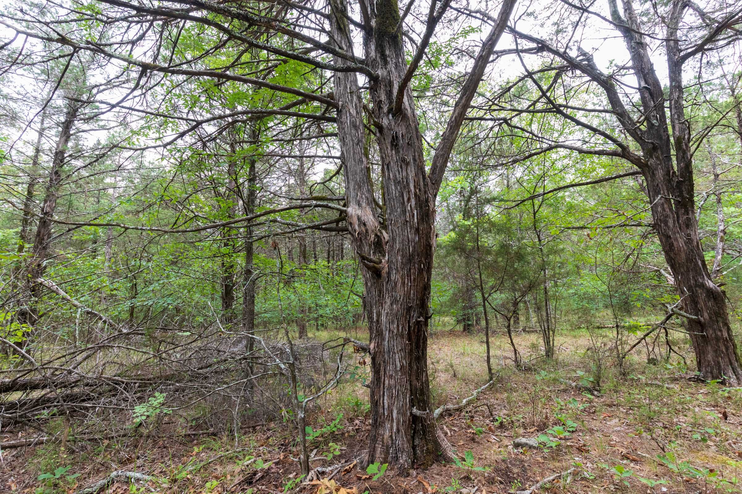Heritage Bend Tract 37 photo 8