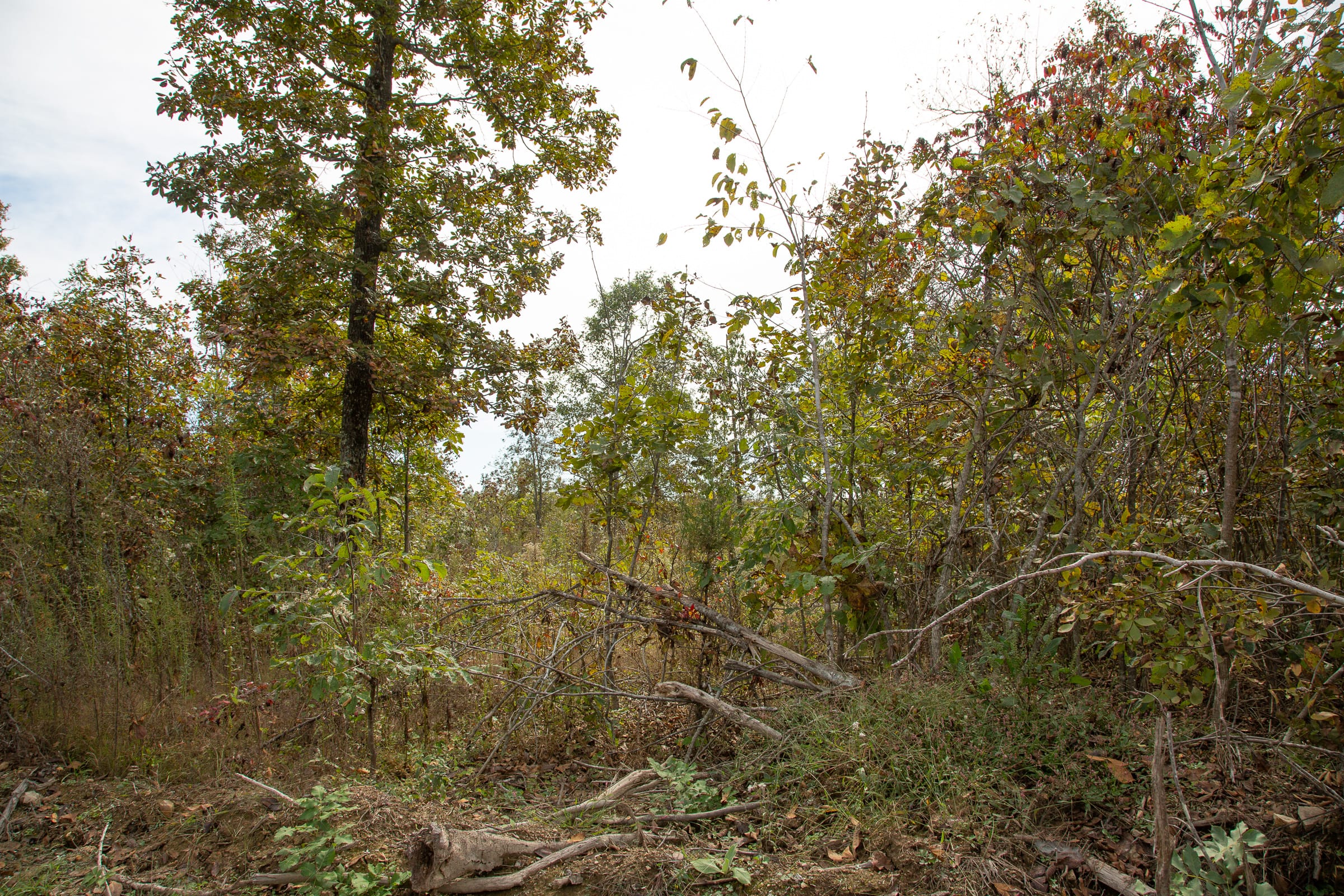 Borgmann’s Hollow Phase IV Tract 123 photo 2