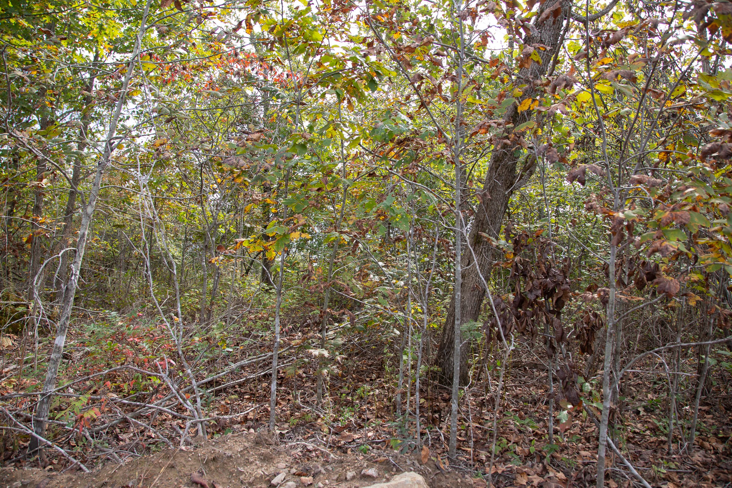 Borgmann’s Hollow Phase IV Tract 123 photo 3