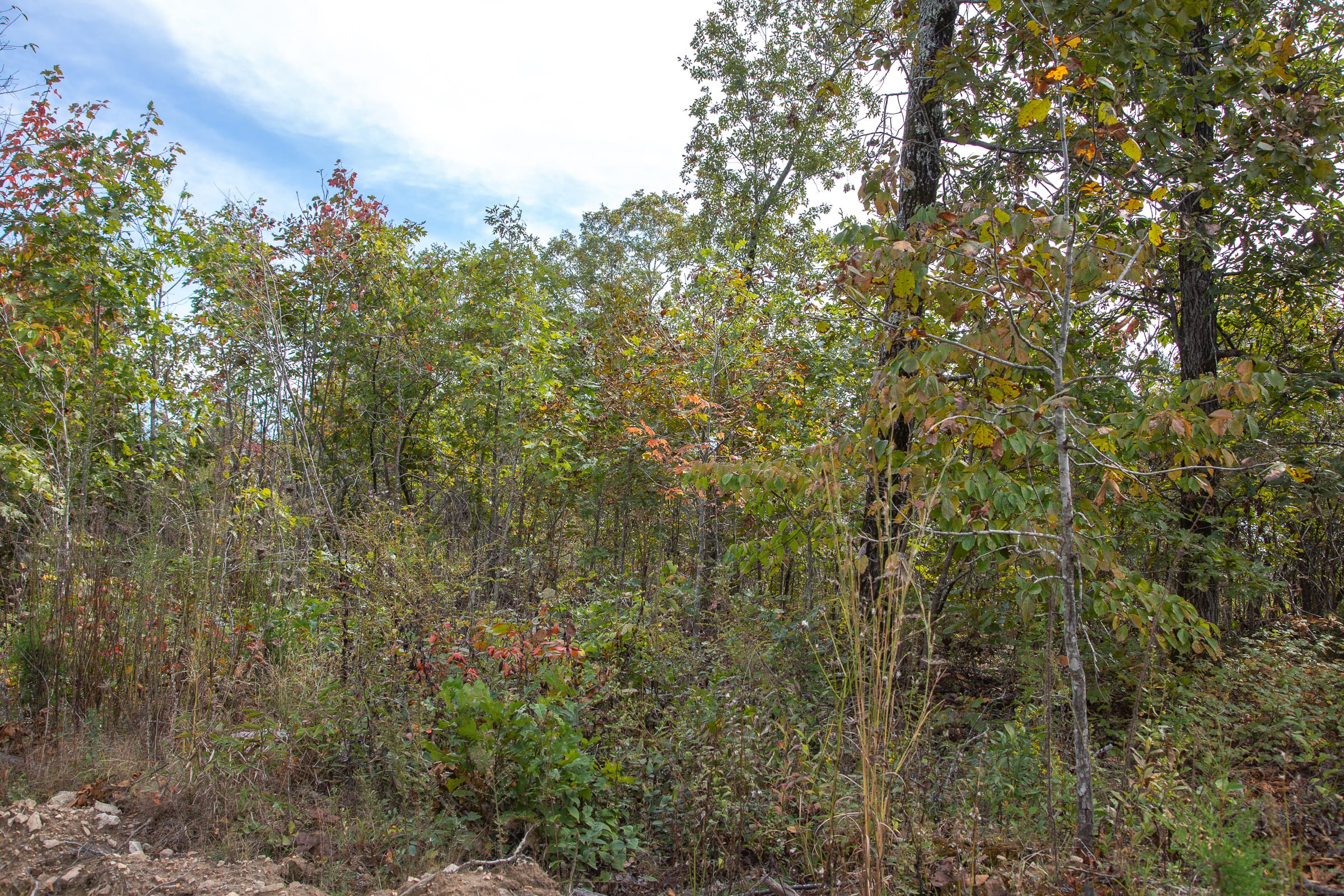 Borgmann’s Hollow Phase IV Tract 123 photo 5