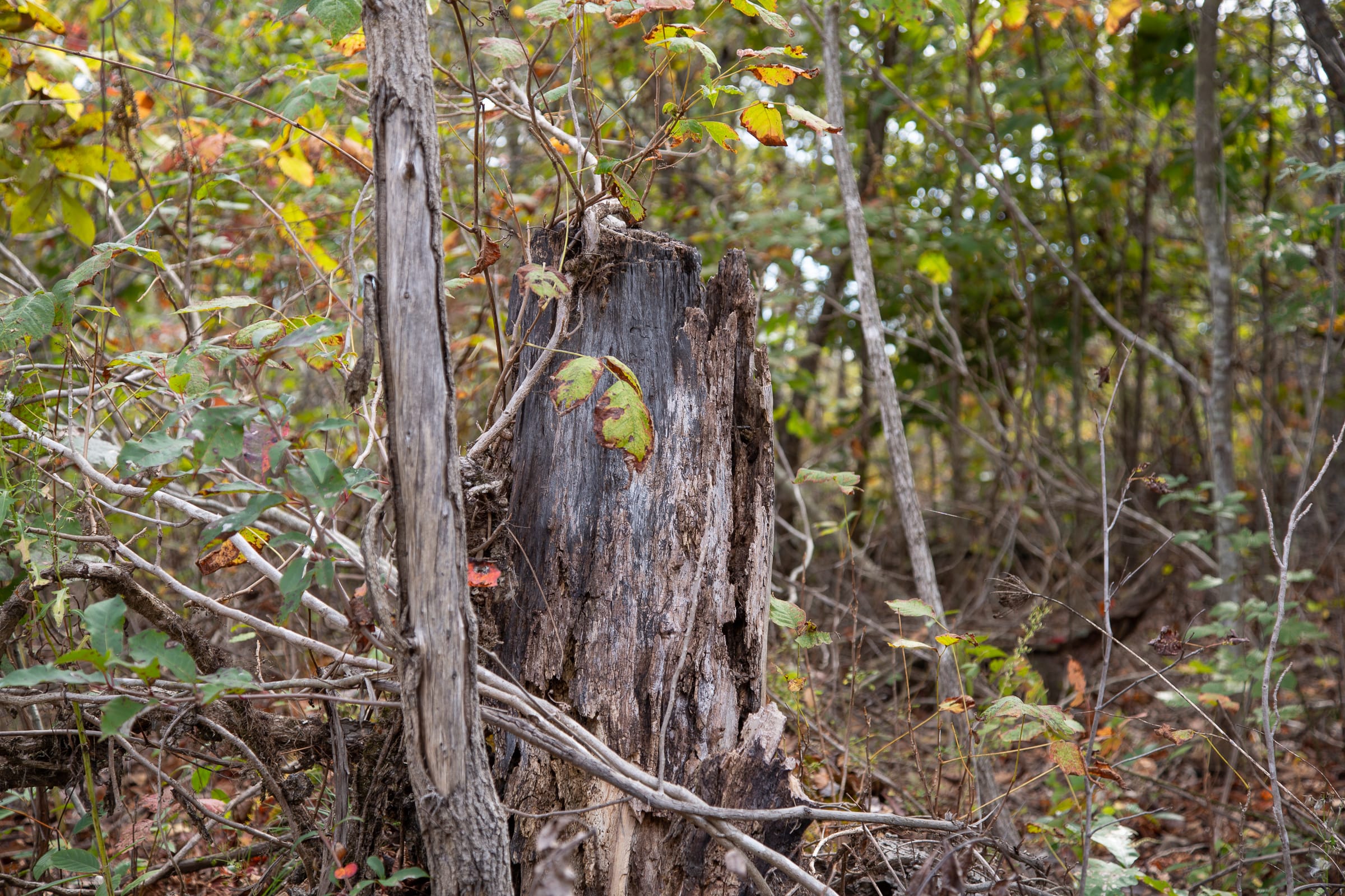 Borgmann’s Hollow Phase IV Tract 123 photo 4