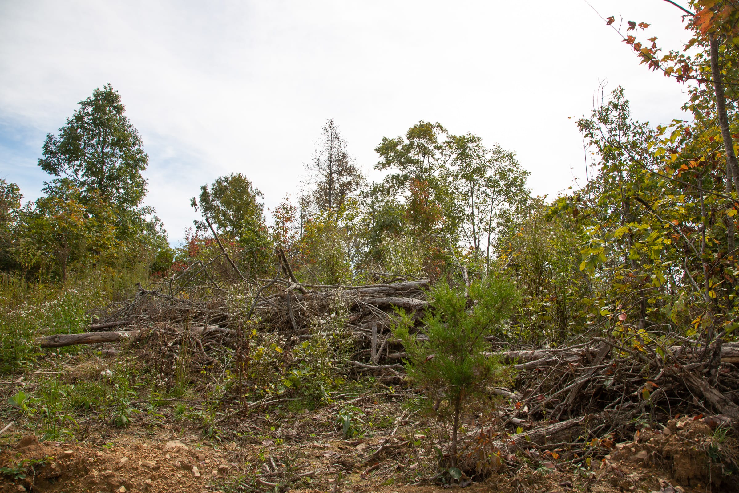 Borgmann’s Hollow Phase IV Tract 123 photo 7