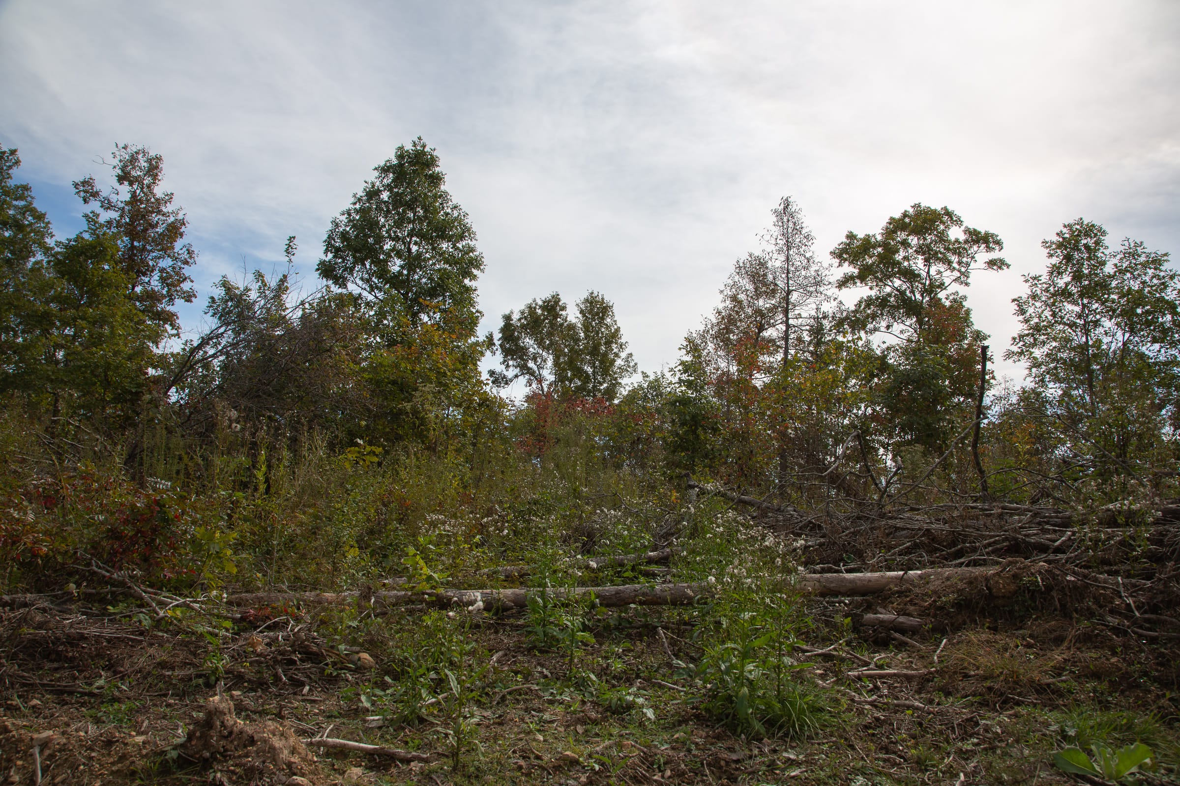 Borgmann’s Hollow Phase IV Tract 123 photo 8