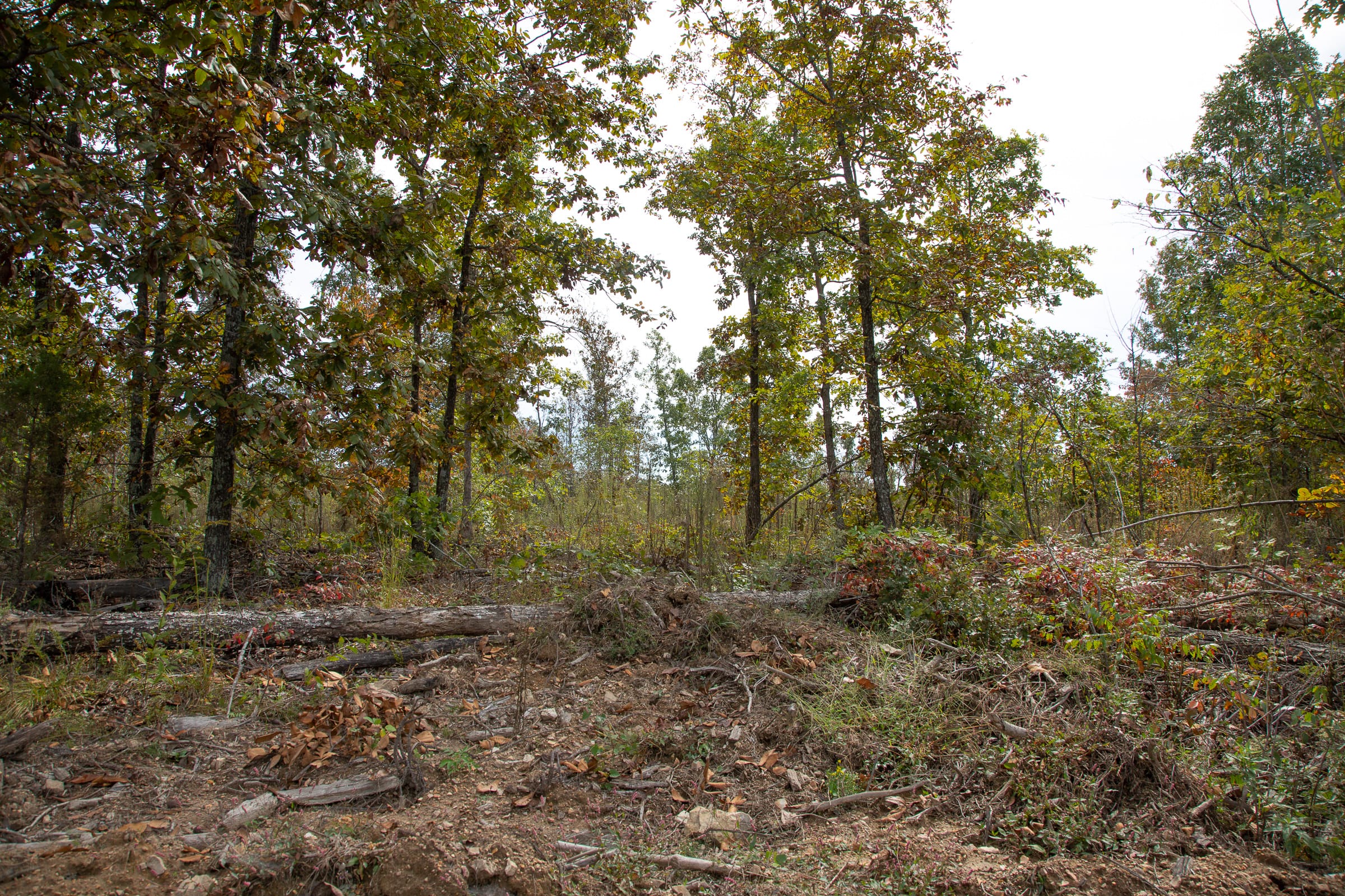 Borgmann’s Hollow Phase IV Tract 123 photo 9