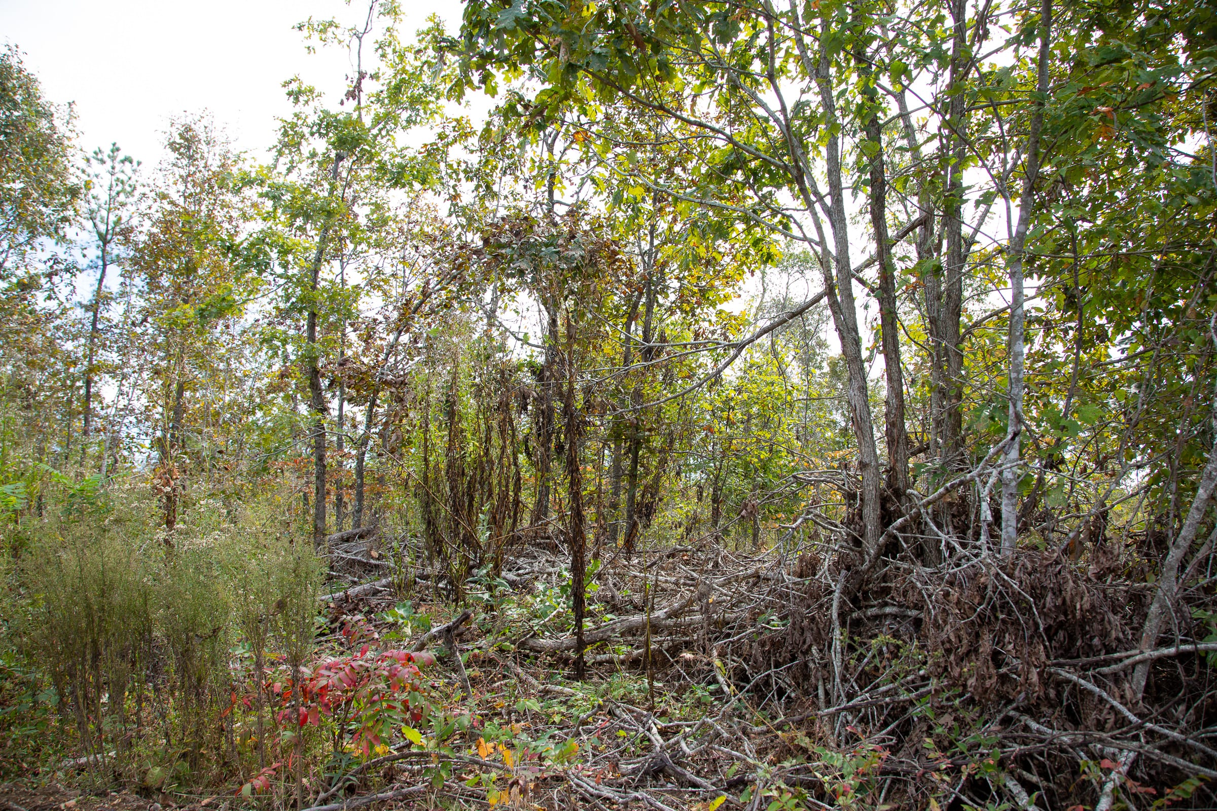 Borgmann’s Hollow Phase IV Tract 123 photo 10