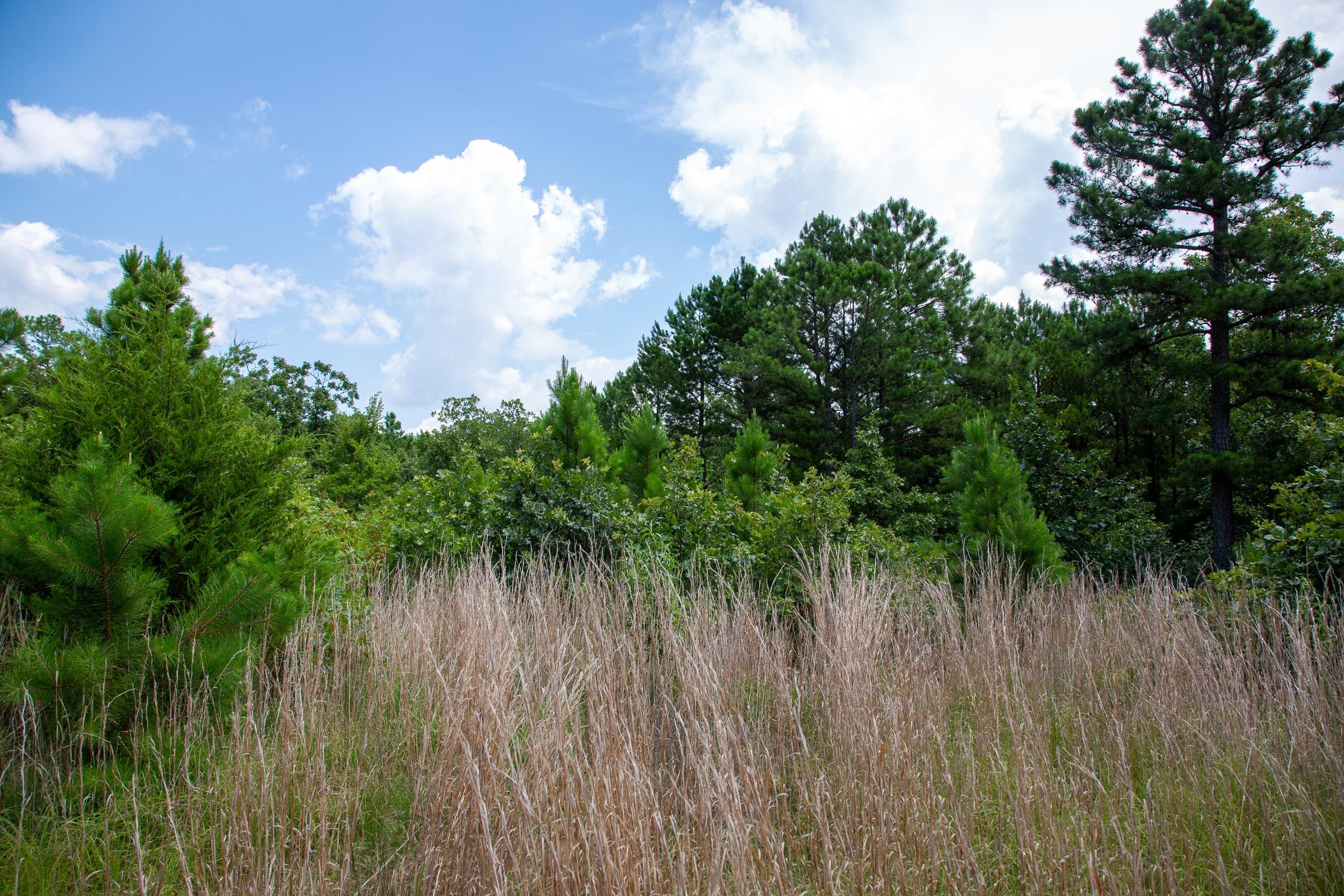 Tyler Stone Ranch Tract 17 photo 15