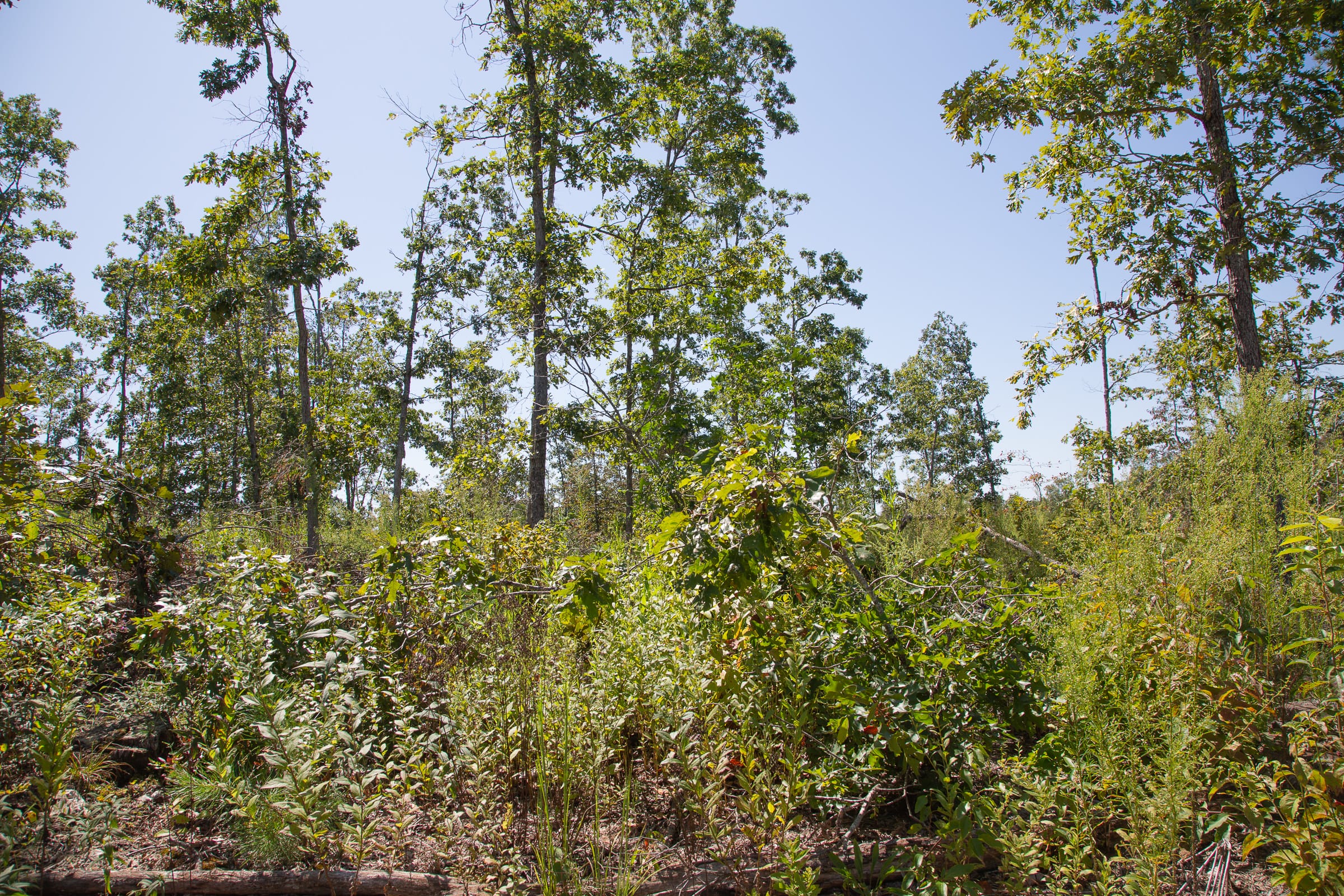 Borgmann’s Hollow Phase III Tract 78 photo 3