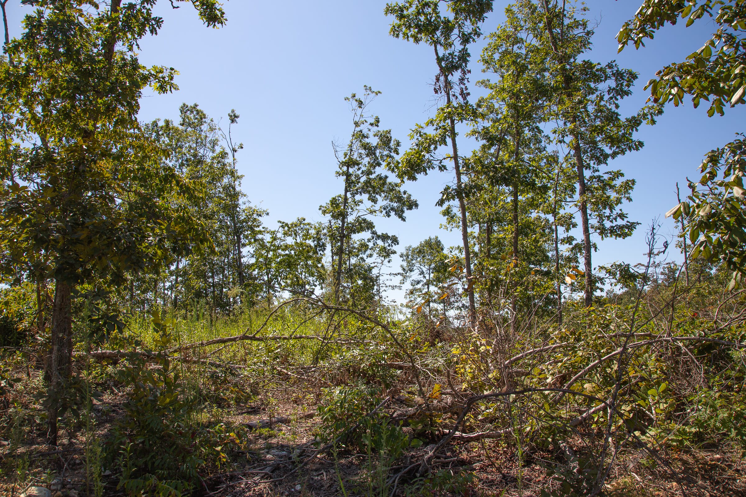 Borgmann’s Hollow Phase III Tract 78 photo 4