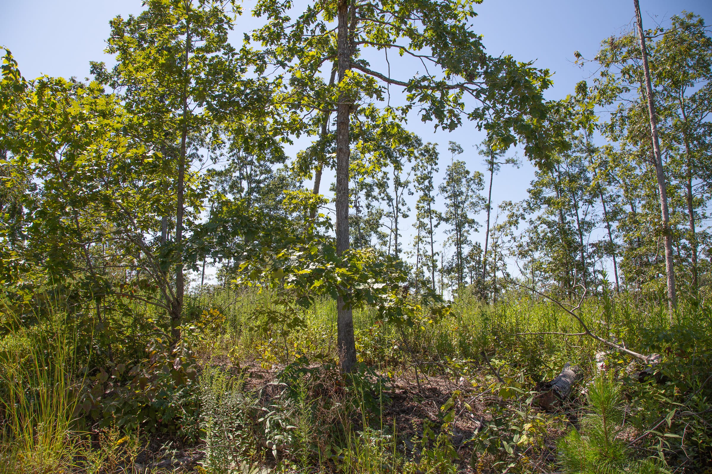 Borgmann’s Hollow Phase III Tract 78 photo 6