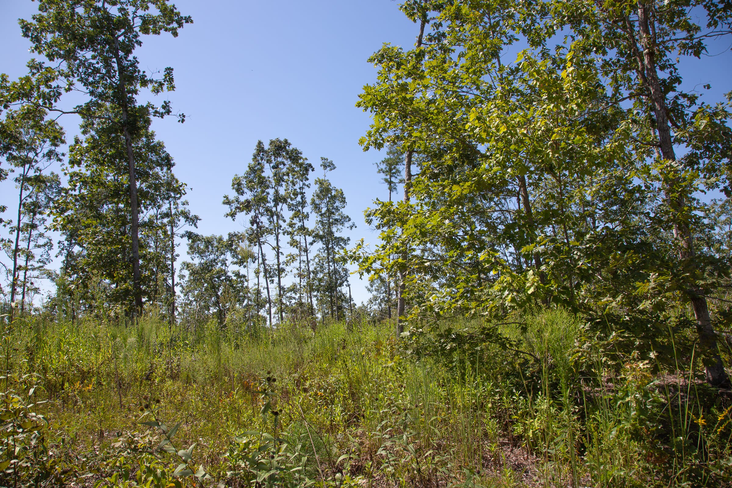 Borgmann’s Hollow Phase III Tract 78 photo 7