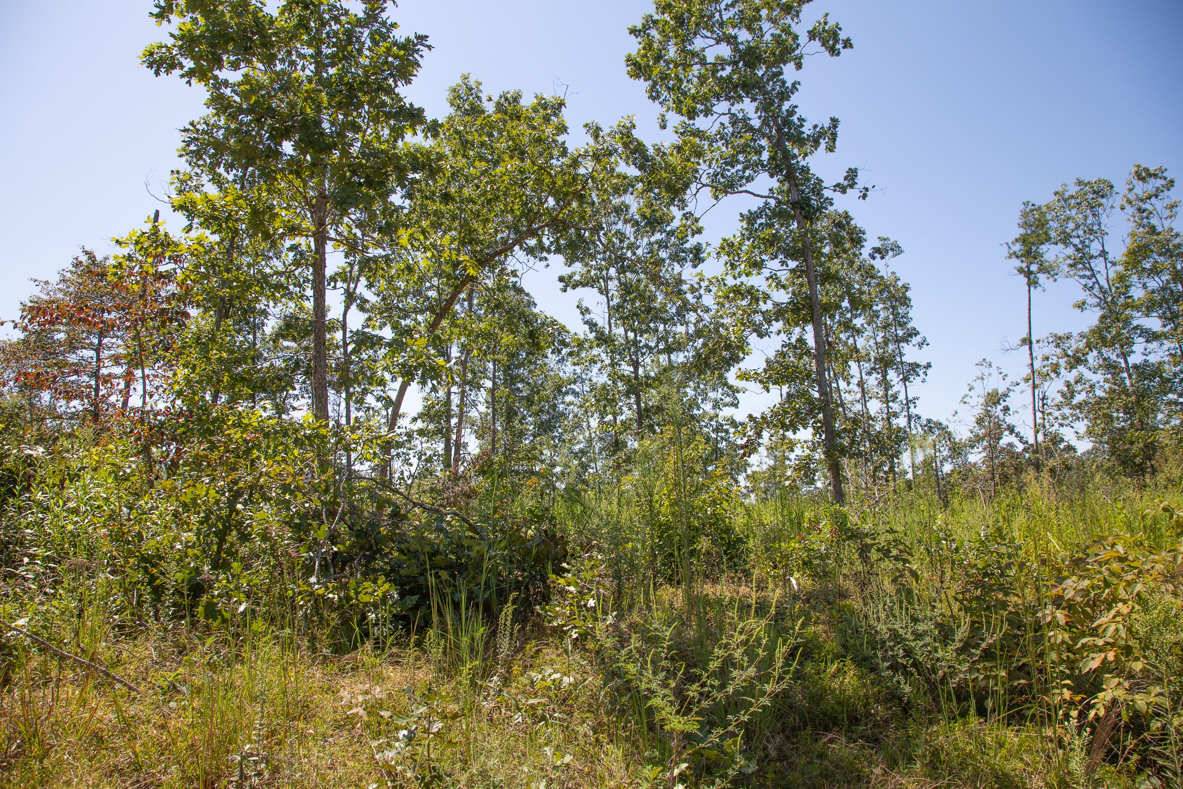 Borgmann’s Hollow Phase III Tract 78 photo 8