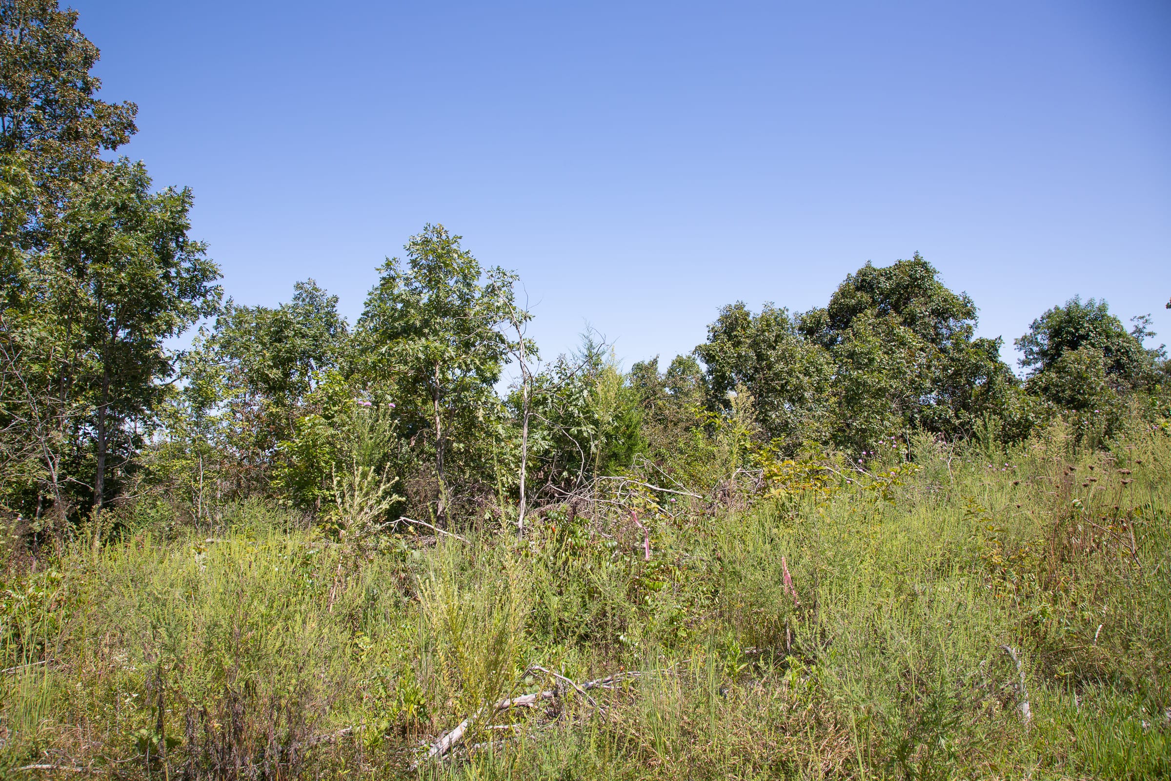 Borgmann’s Hollow Phase III Tract 78 photo 11