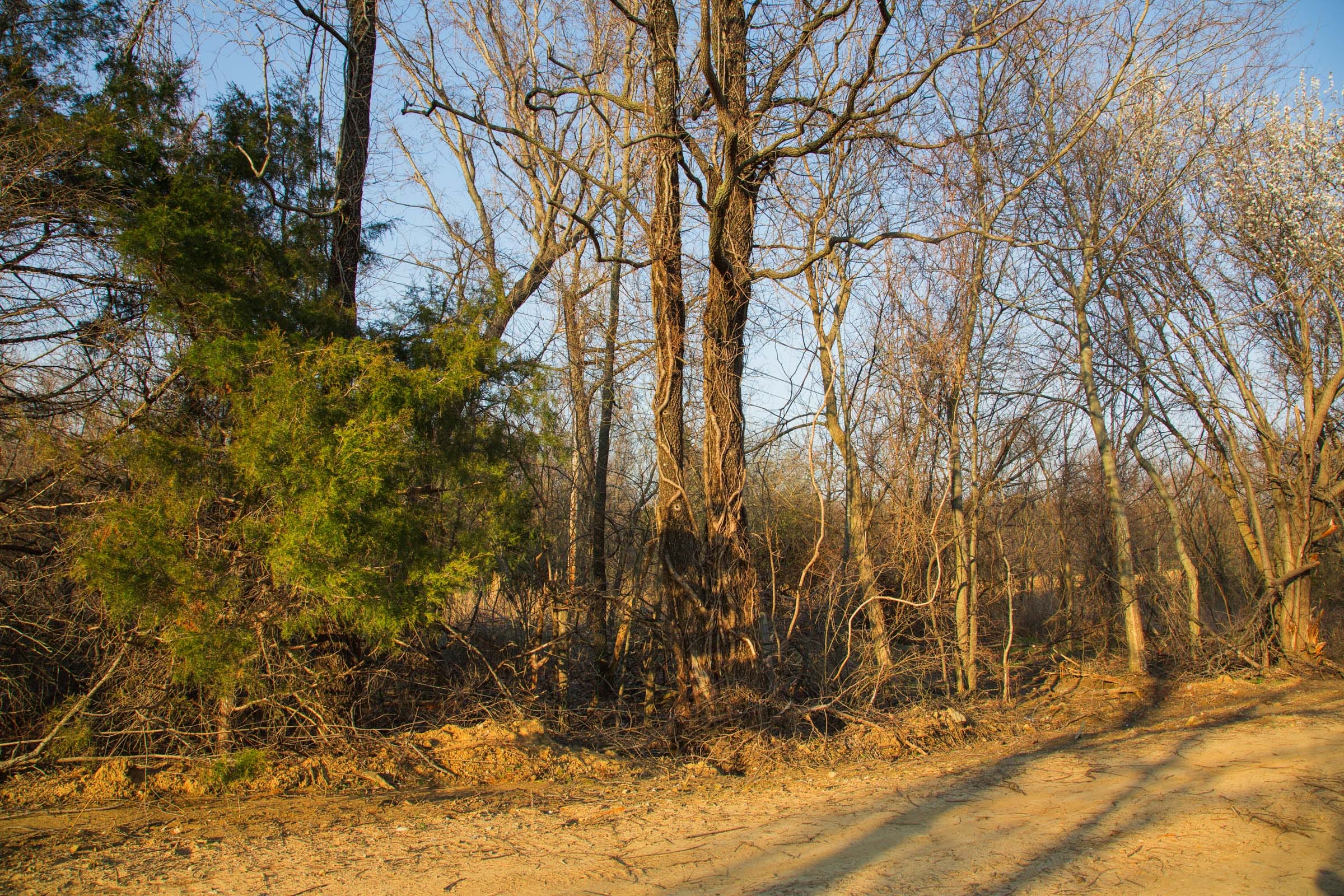 Eufaula Cove Tract 11 photo 13