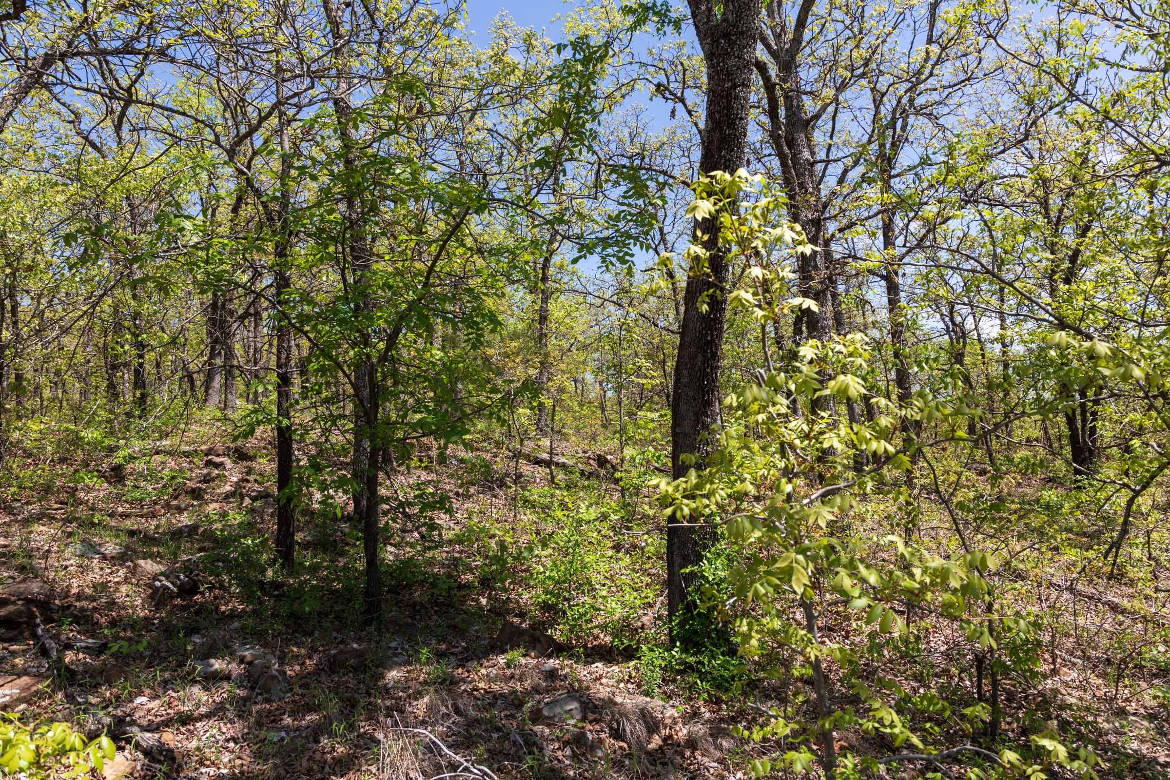 Allie’s Acres Tract 3 photo 2