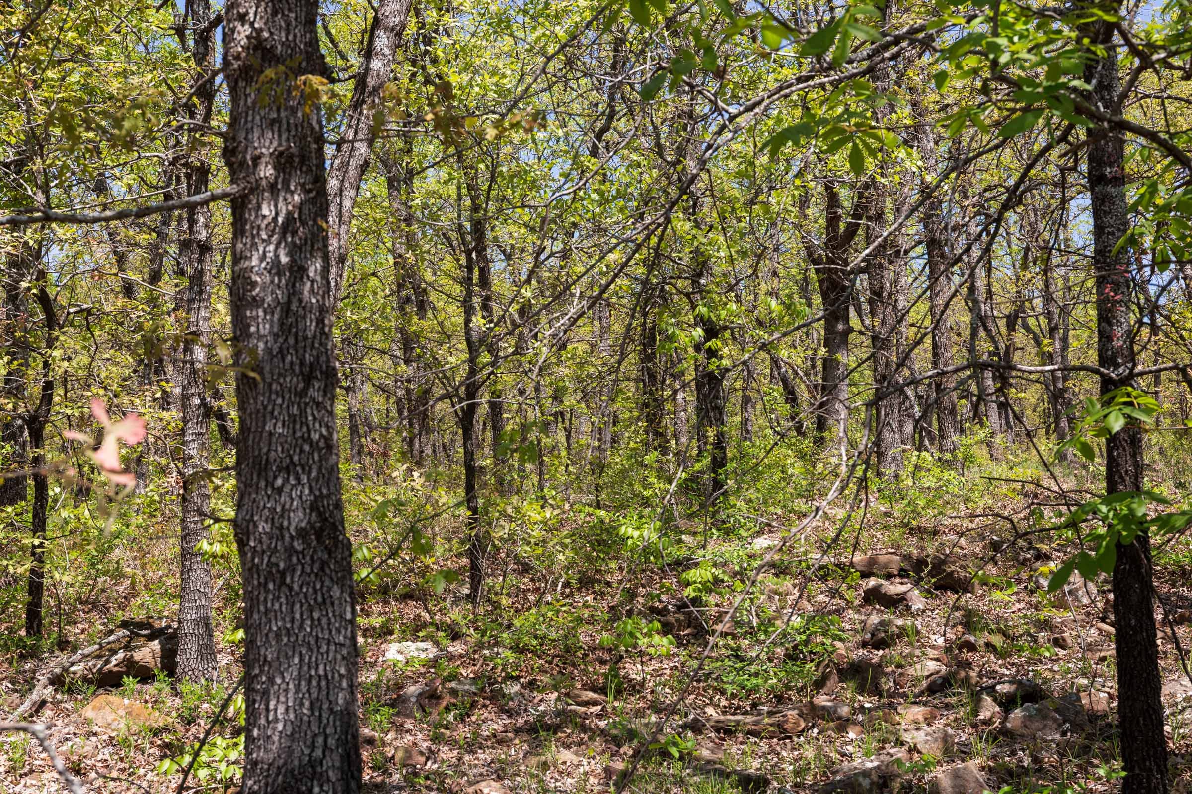 Allie’s Acres Tract 3 photo 3