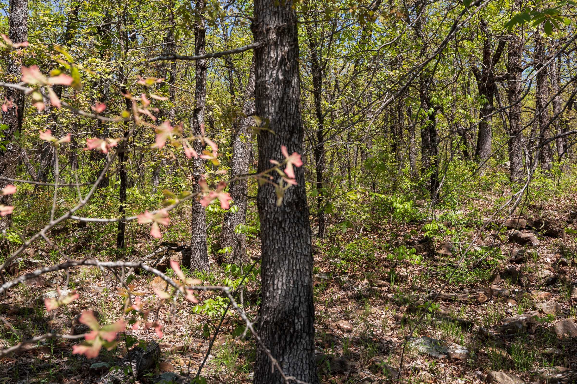Allie’s Acres Tract 3 photo 4