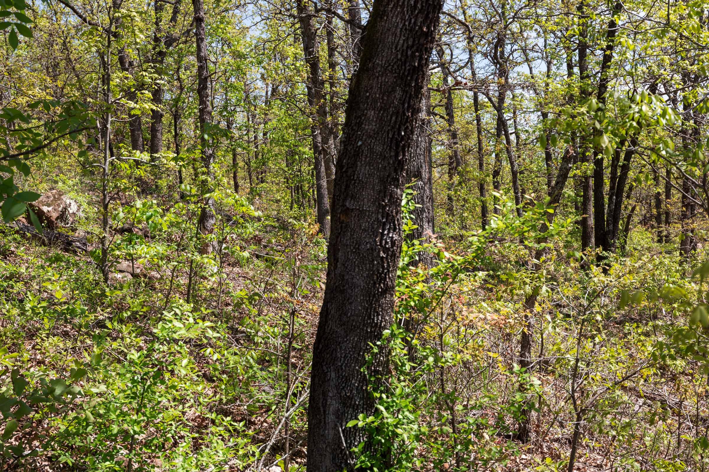 Allie’s Acres Tract 3 photo 5