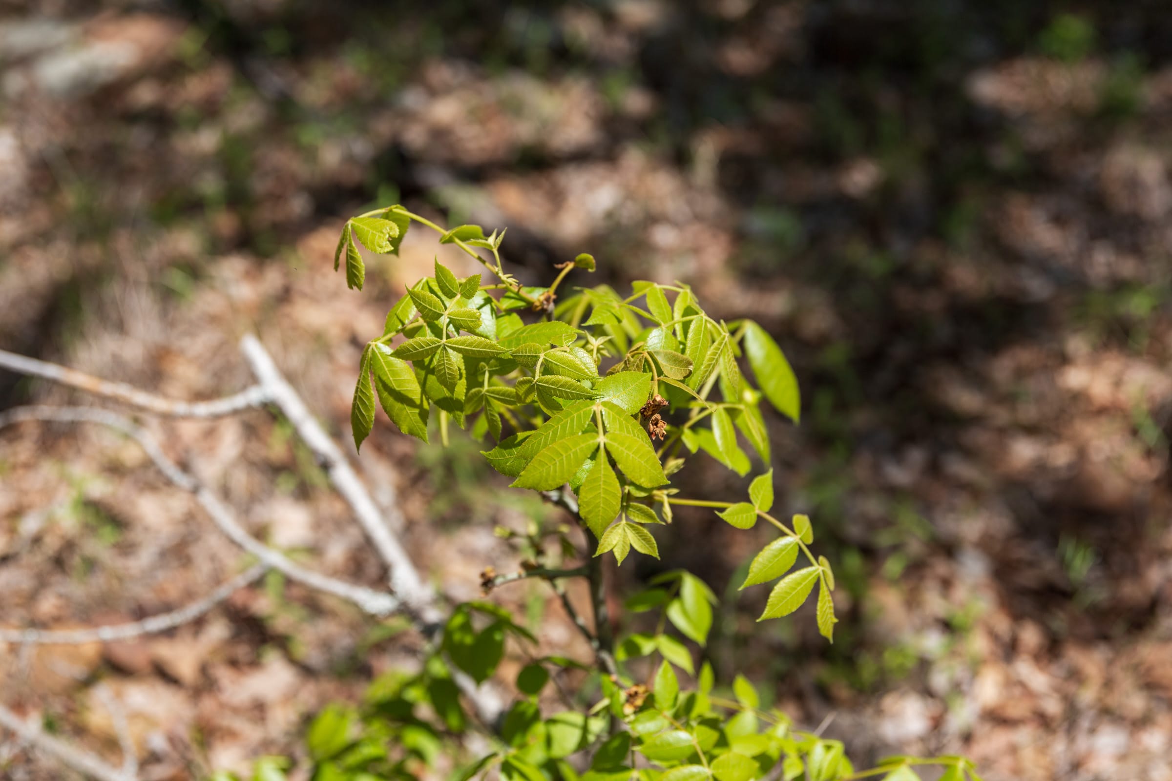 Allie’s Acres Tract 3 photo 6