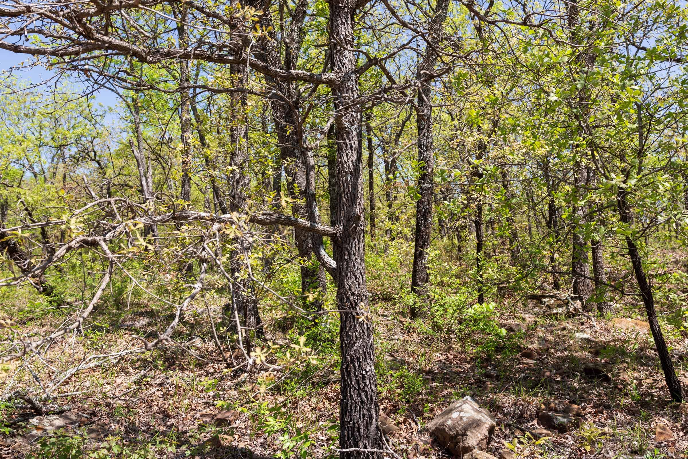 Allie’s Acres Tract 3 photo 8