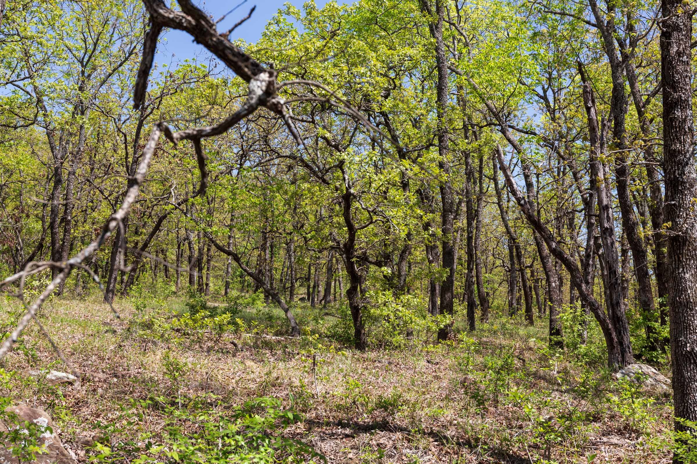 Allie’s Acres Tract 3 photo 9