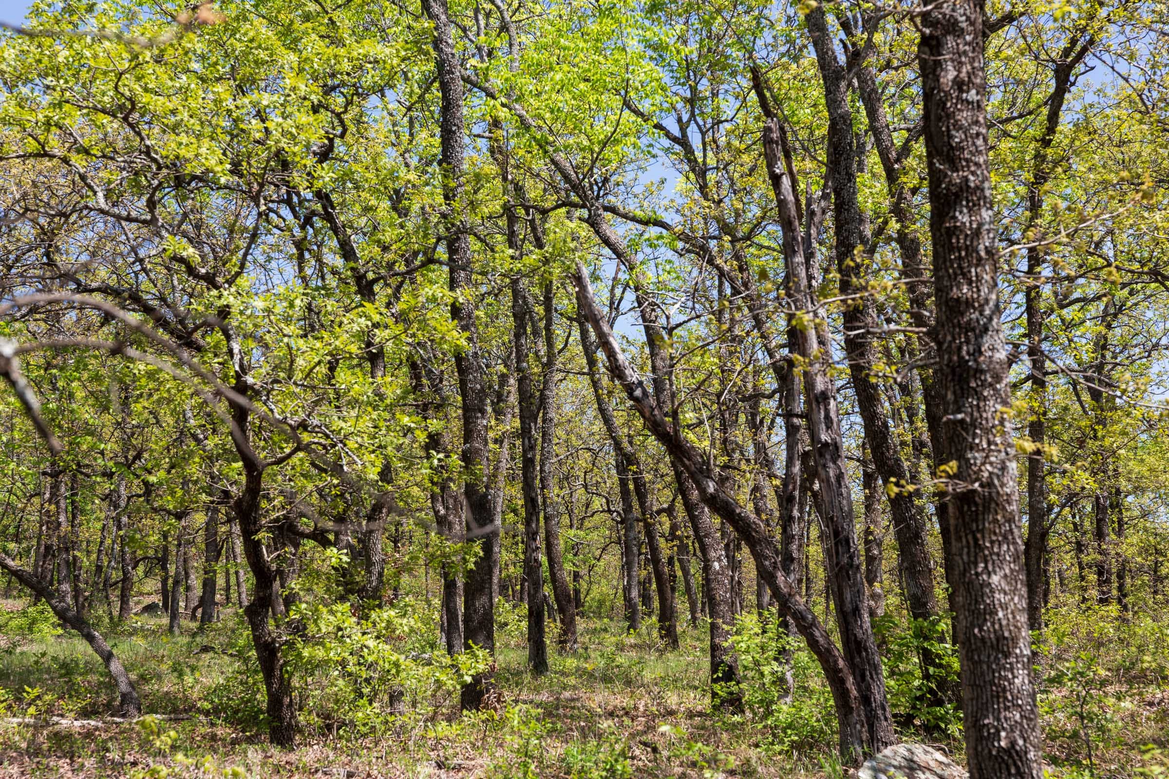 Allie’s Acres Tract 3 photo 10