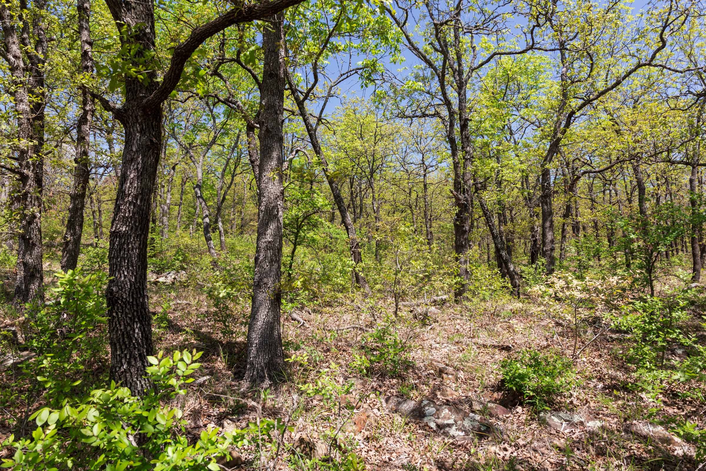 Allie’s Acres Tract 3 photo 13