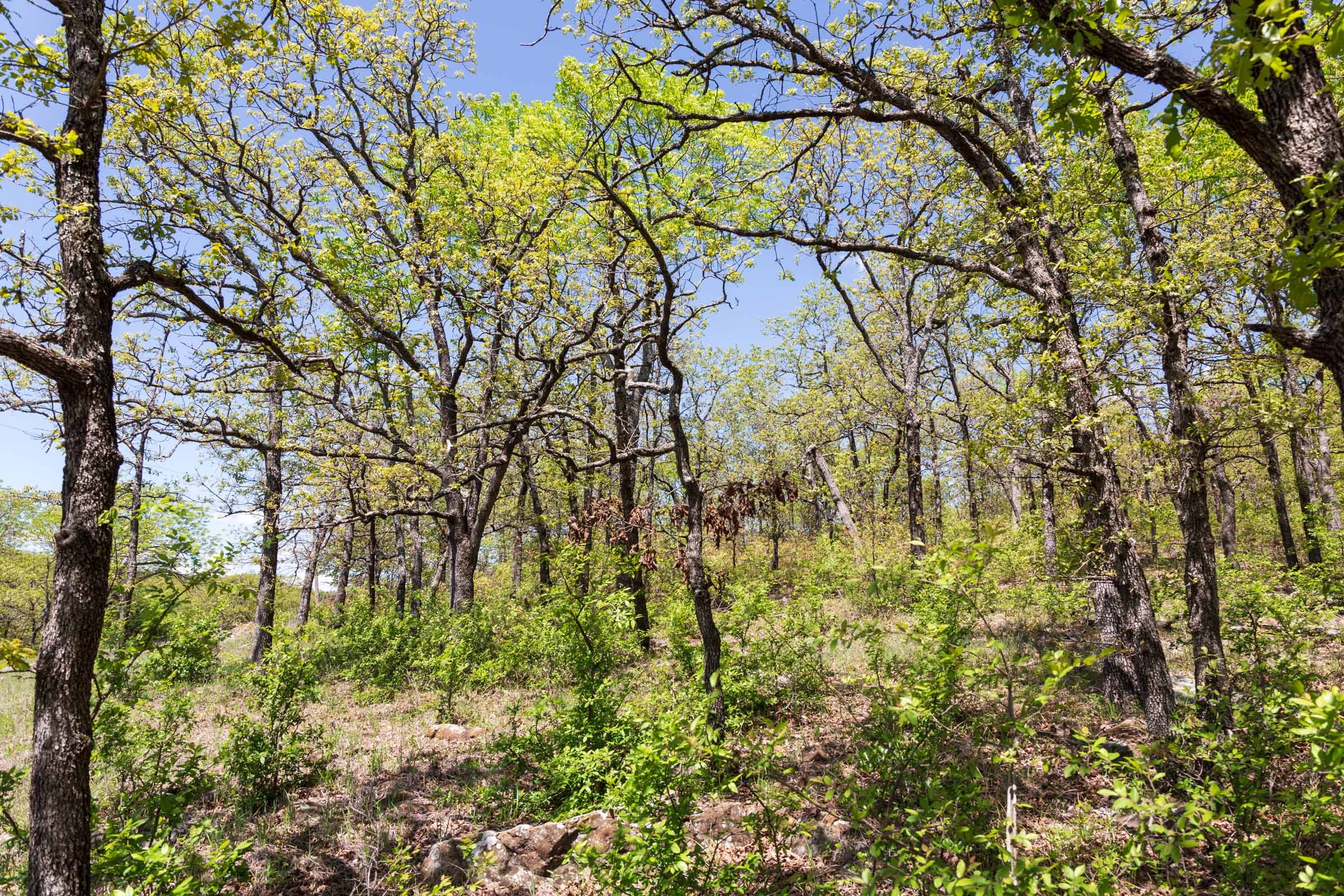 Allie’s Acres Tract 3 photo 16