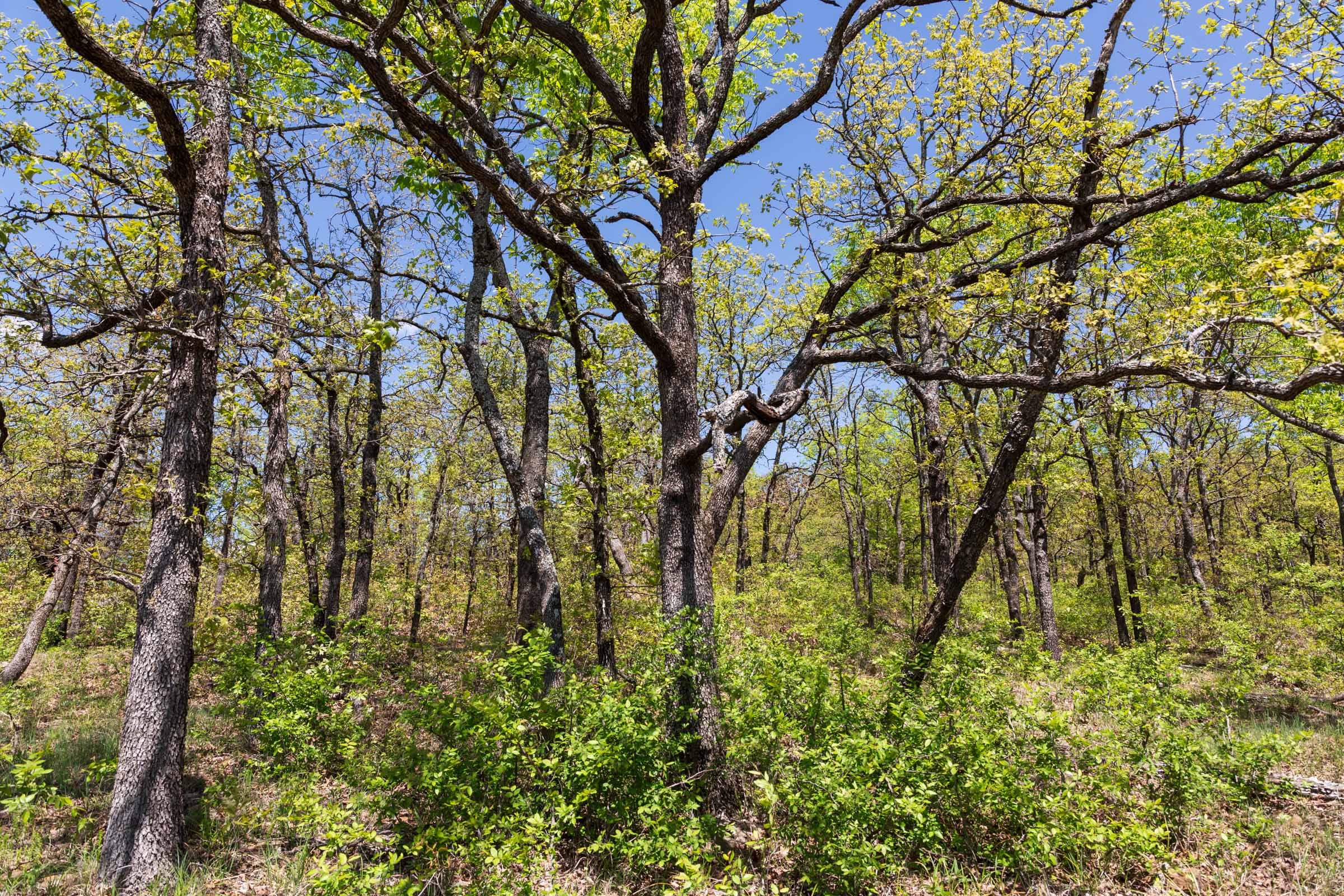Allie’s Acres Tract 3 photo 17
