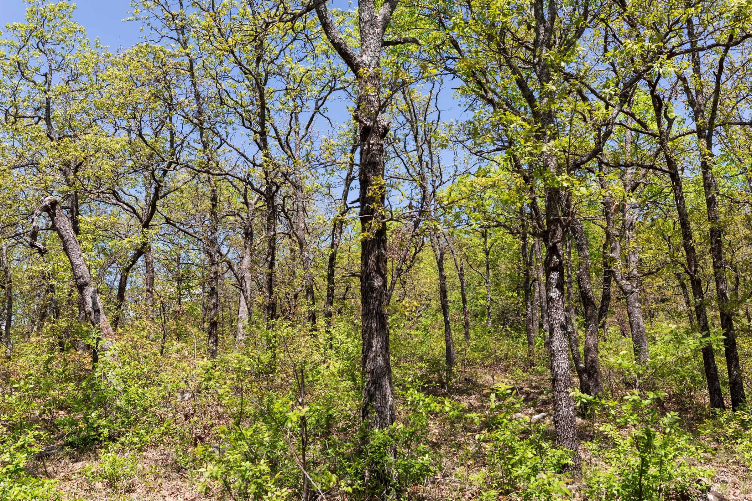 Allie’s Acres Tract 3 photo 19