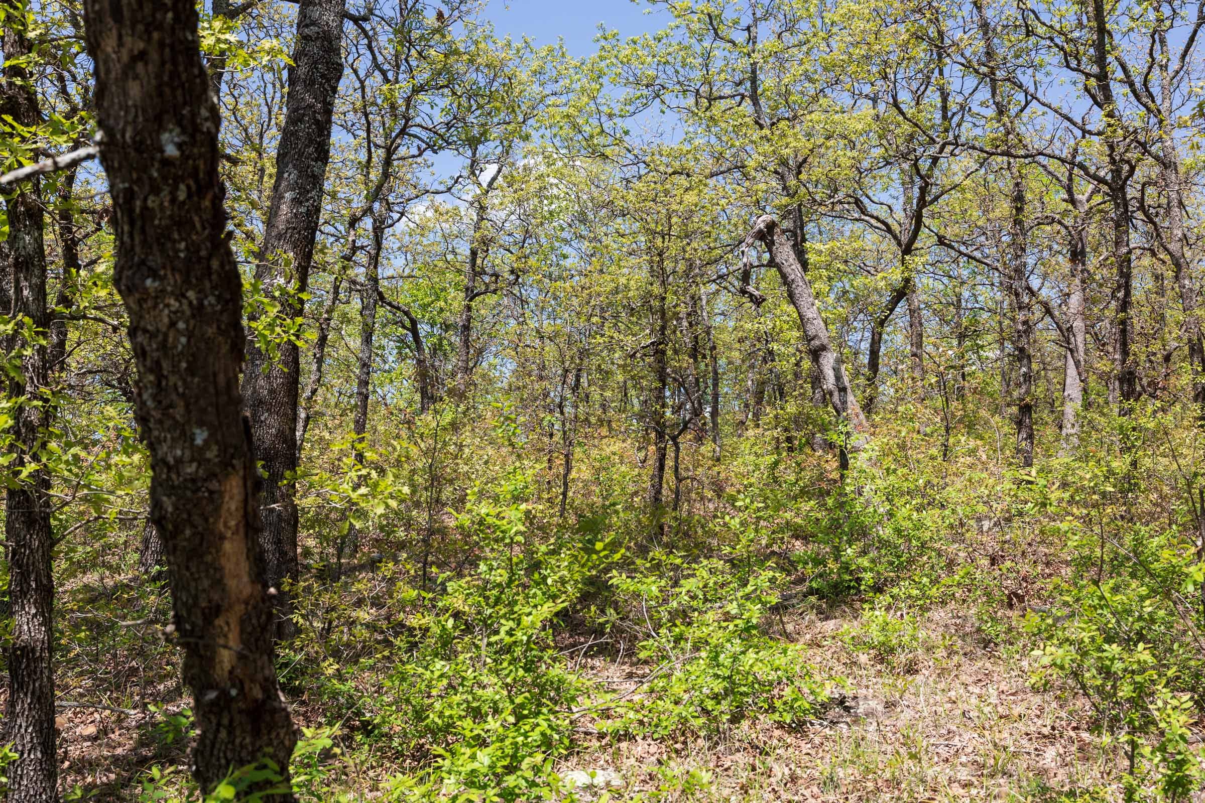 Allie’s Acres Tract 3 photo 20