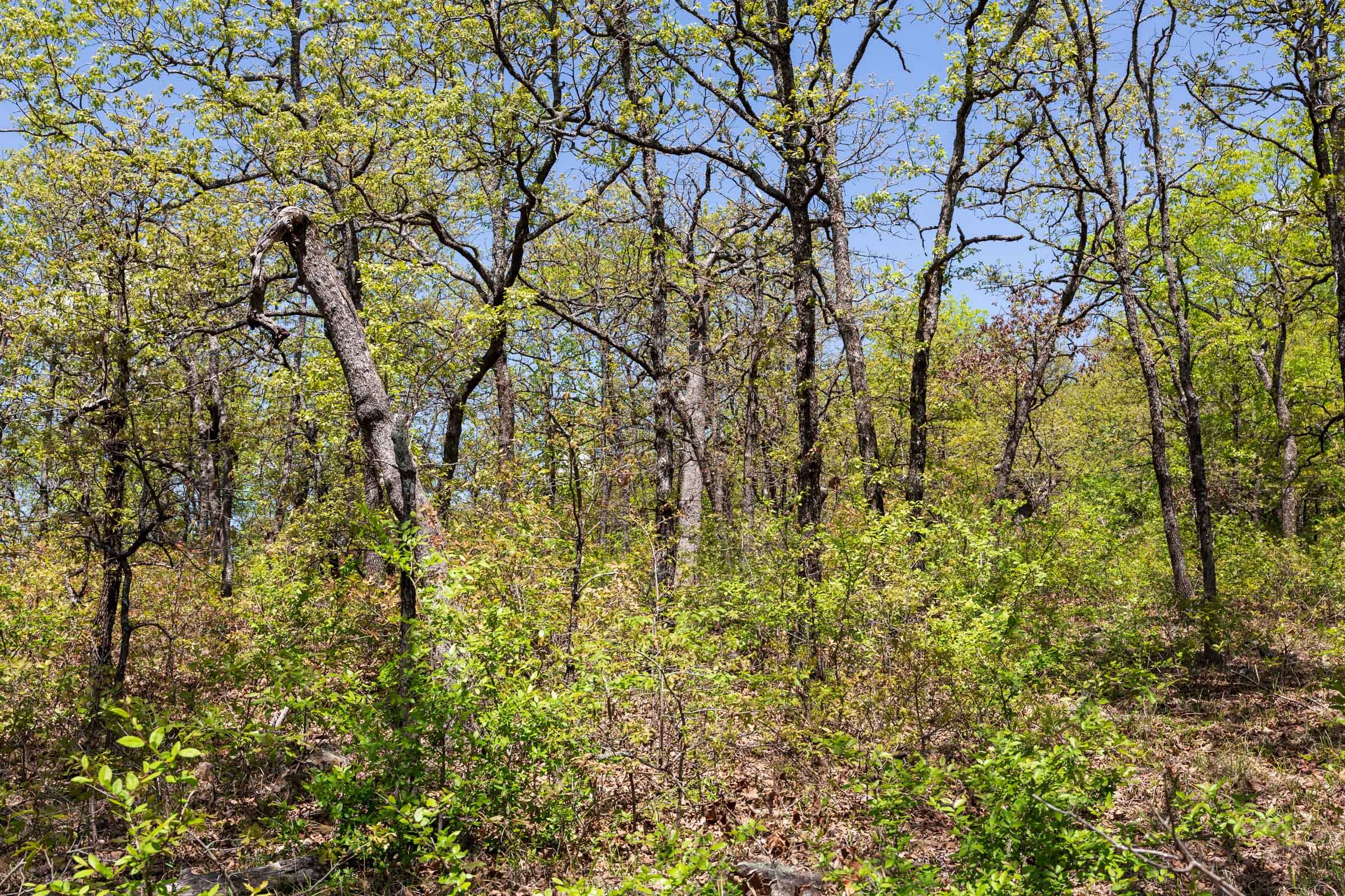 Allie’s Acres Tract 3 photo 21