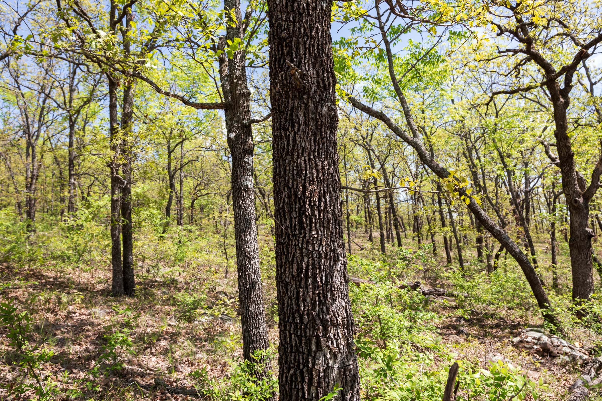 Allie’s Acres Tract 3 photo 22