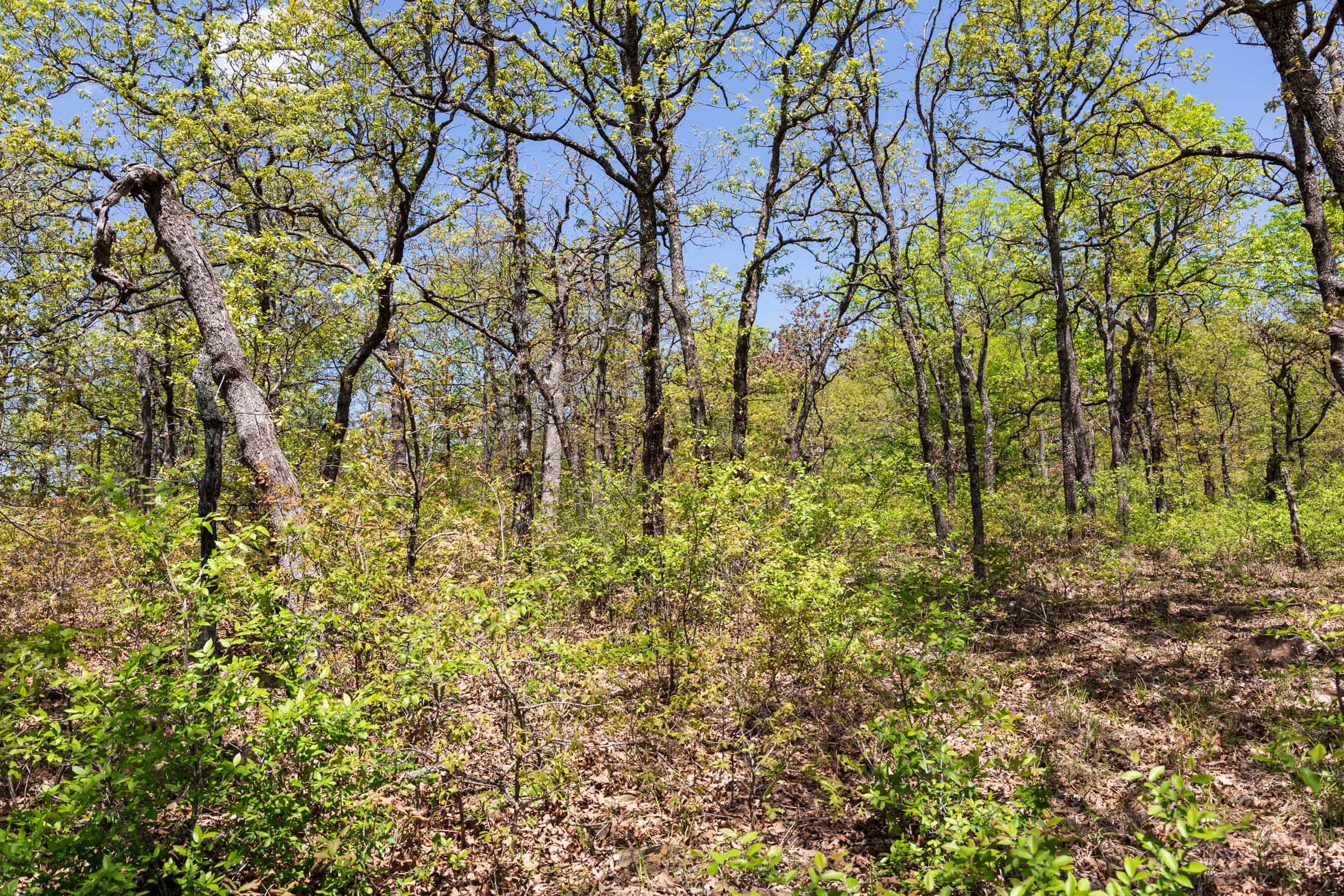 Allie’s Acres Tract 3 photo 23