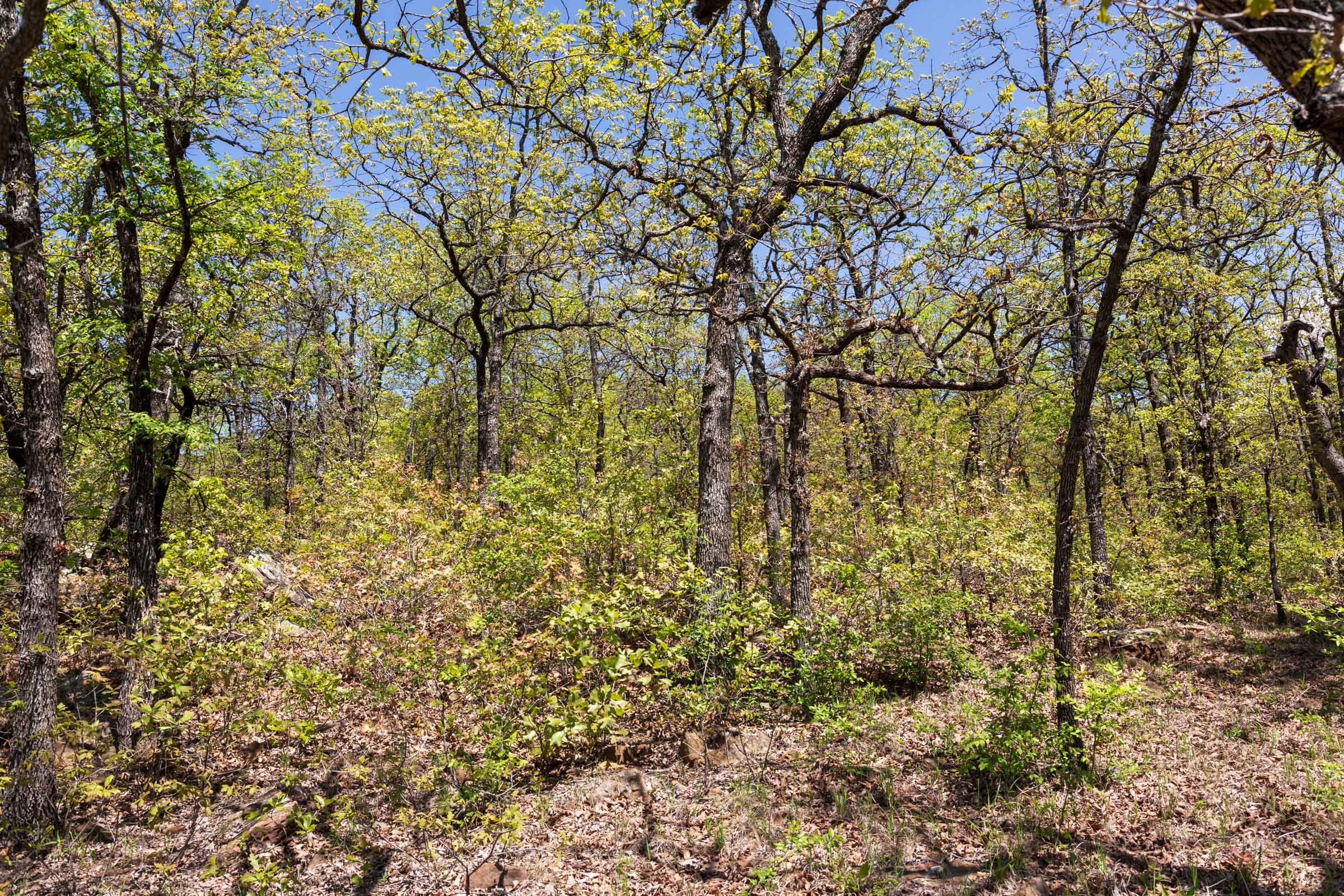 Allie’s Acres Tract 3 photo 24