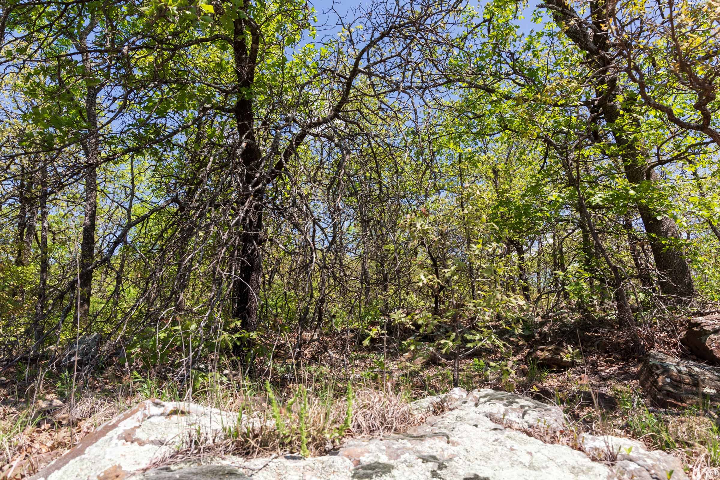 Allie’s Acres Tract 3 photo 27
