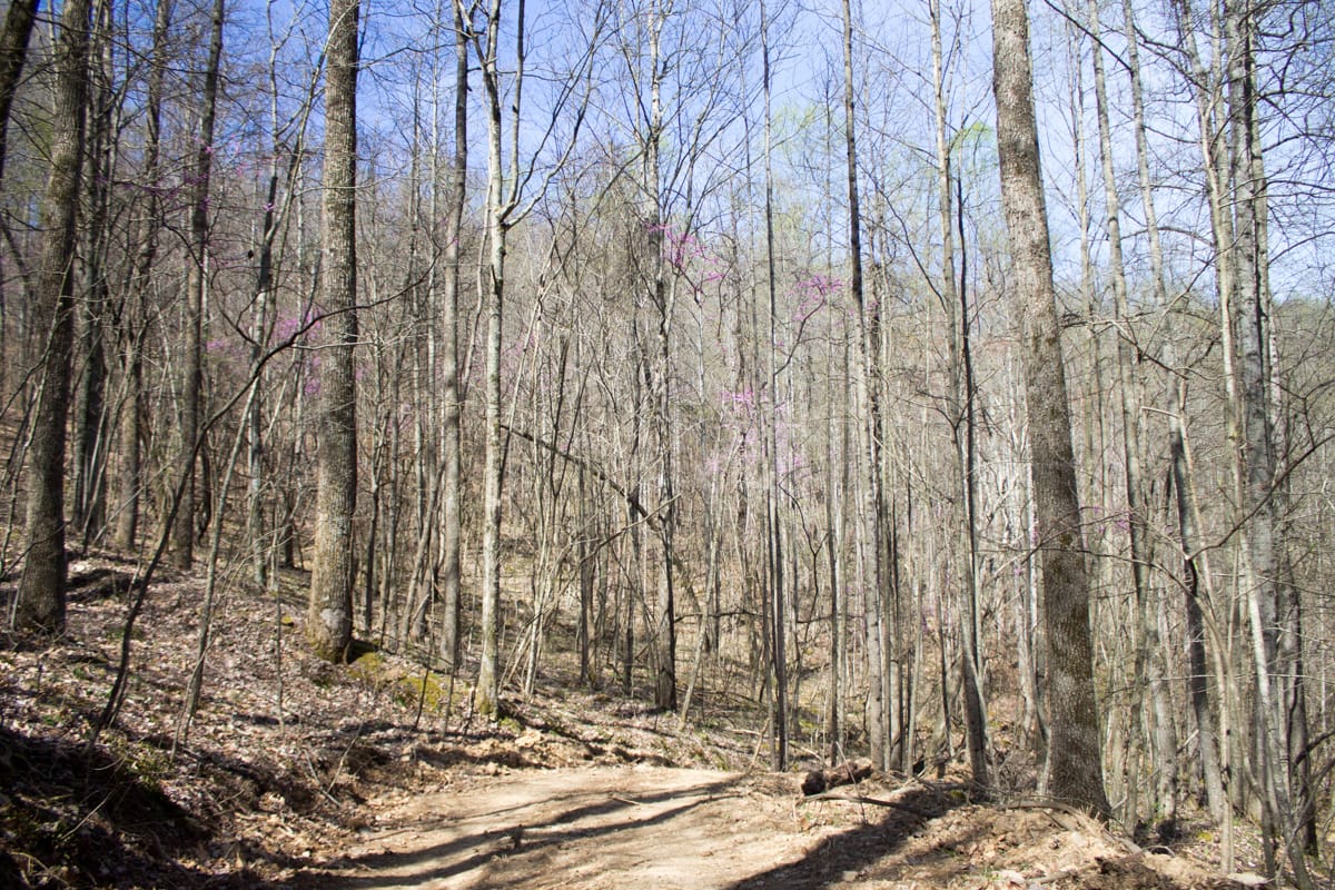 Chestnut Oak Ridge Tract 1 photo 2