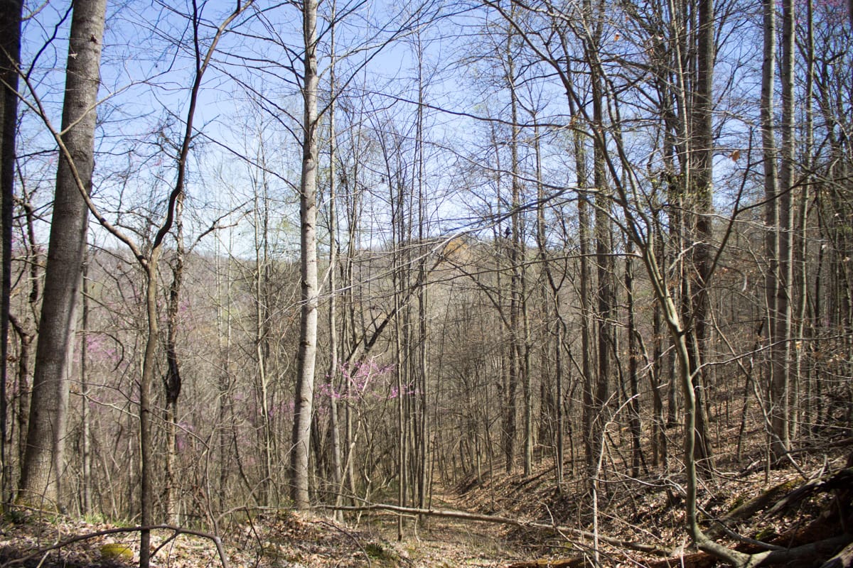 Chestnut Oak Ridge Tract 1 photo 3