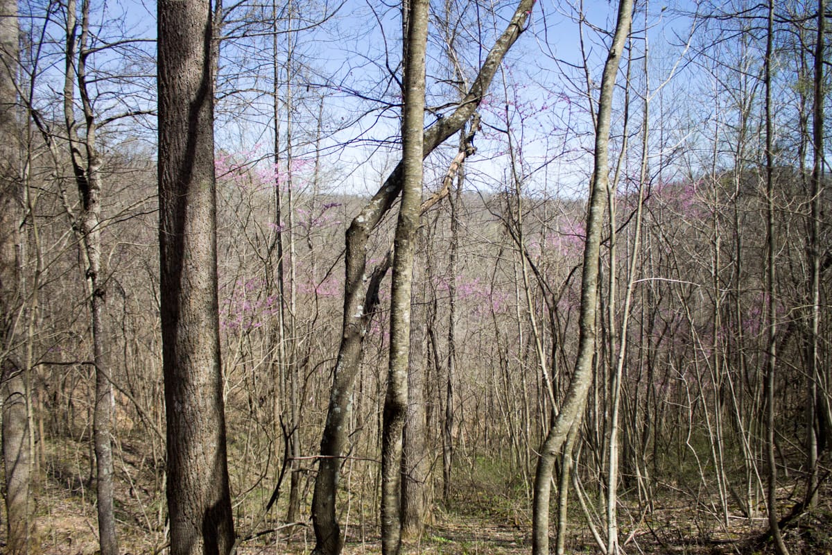 Chestnut Oak Ridge Tract 1 photo 4