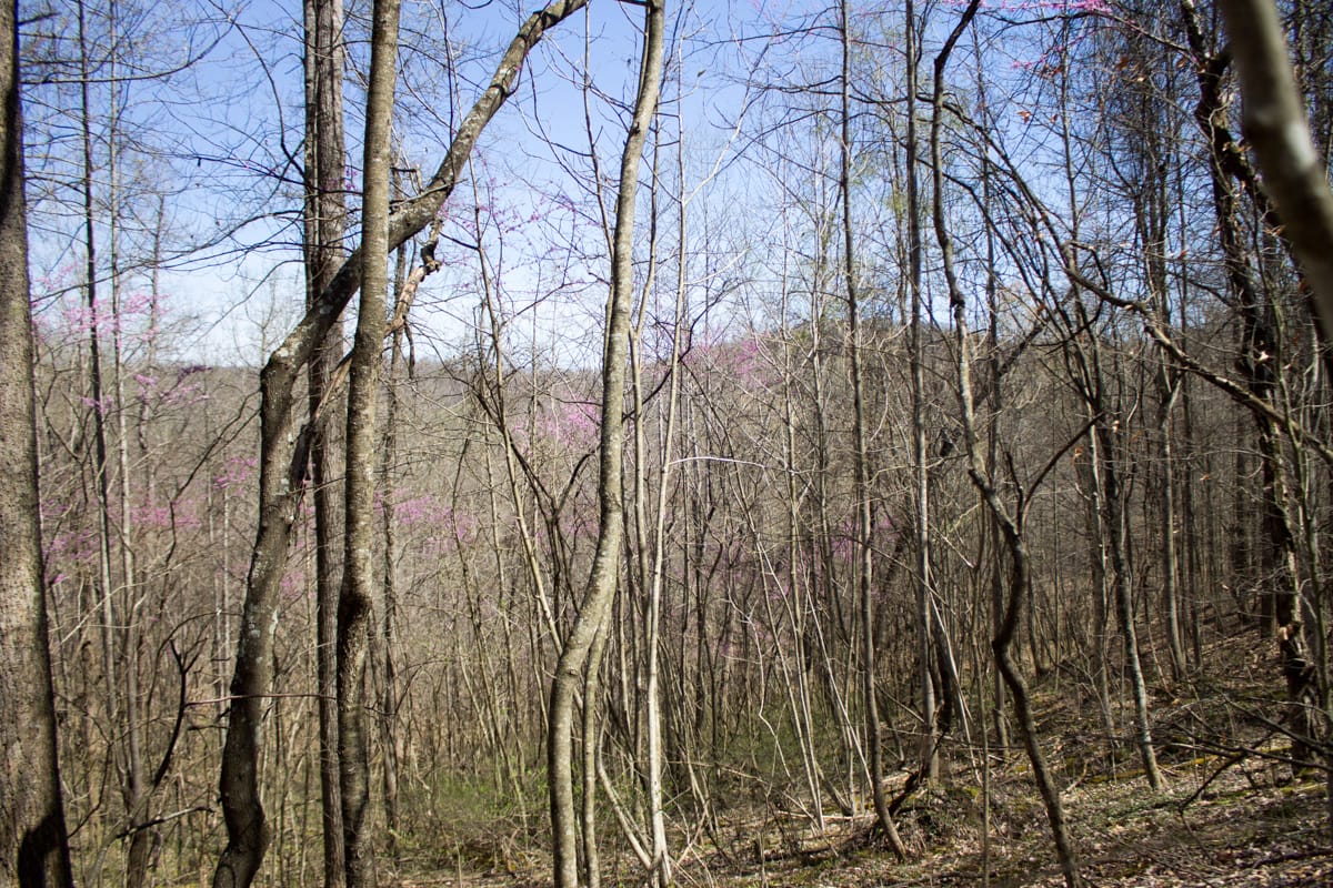 Chestnut Oak Ridge Tract 1 photo 5