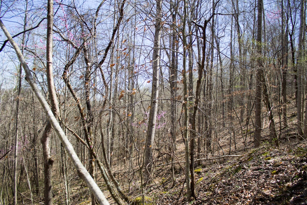 Chestnut Oak Ridge Tract 1 photo 6