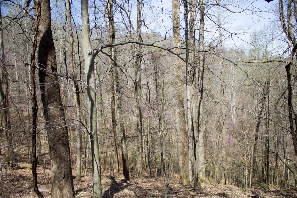 Chestnut Oak Ridge Tract 1 photo 7