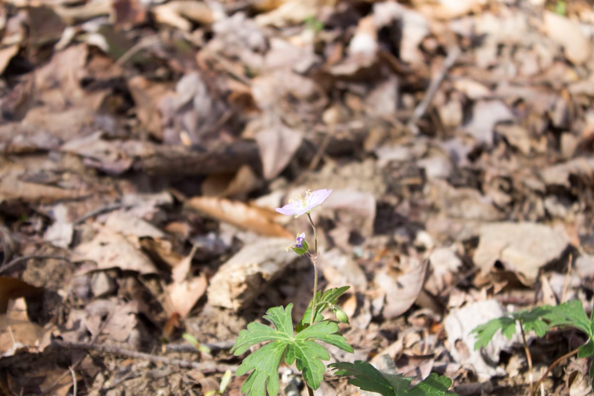 Chestnut Oak Ridge Tract 1 photo 8