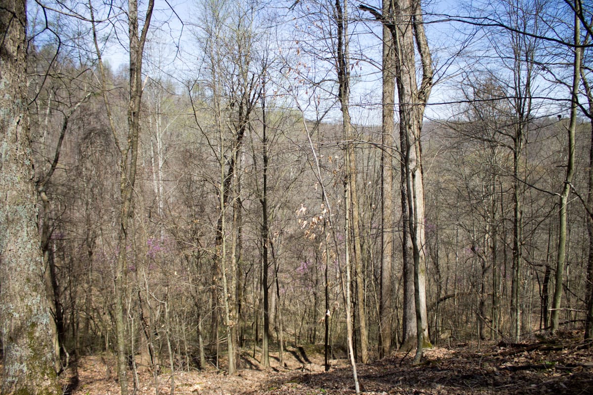 Chestnut Oak Ridge Tract 1 photo 9