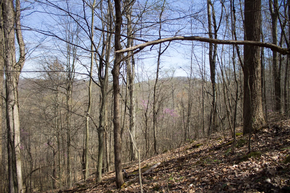 Chestnut Oak Ridge Tract 1 photo 10