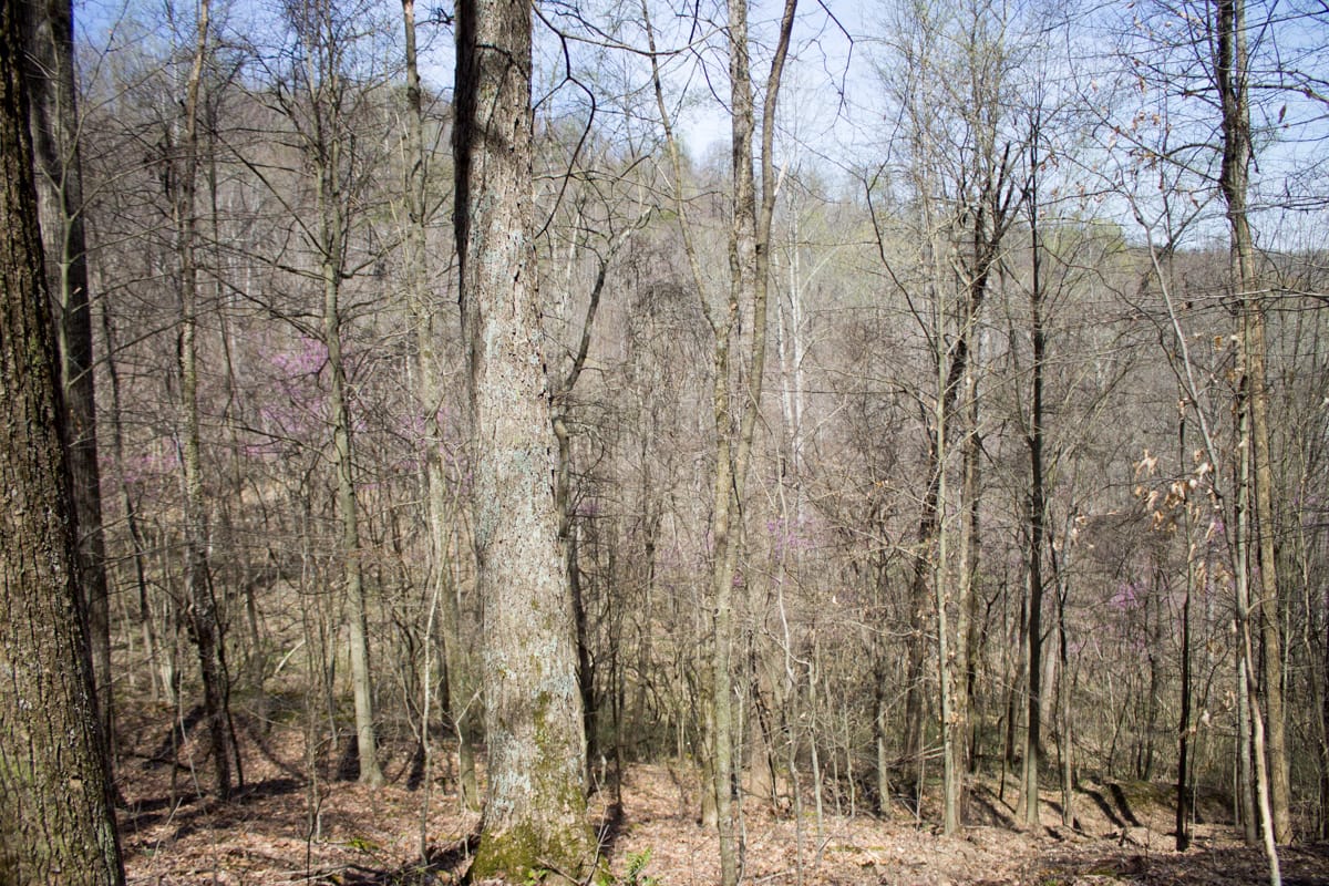 Chestnut Oak Ridge Tract 1 photo 11