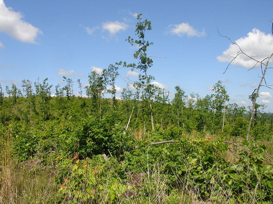 Antler Ridge Tract 1 photo 2